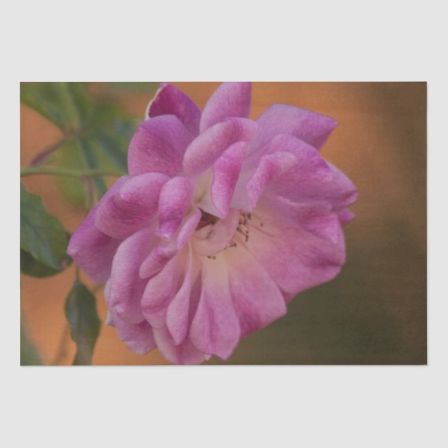 Papel De Seda Rosa rosa polvoriento (Anverso)