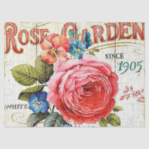 Rosa rosa rosa rosa vintage cualquier propósito te