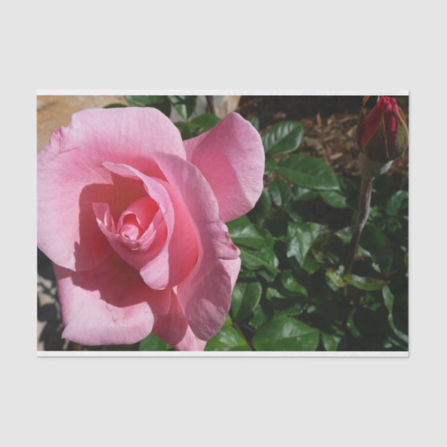 Papel De Seda Rosa rosa y floral del Jardín de Bud (Anverso)