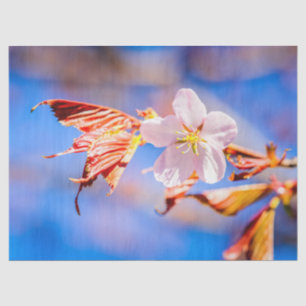 Papel De Seda Rosa Sakura Flower Blue Sky