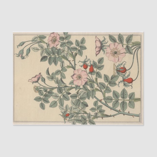 Papel De Seda Rosa salvaje, serie botánica de Eugene Grasset (Anverso)