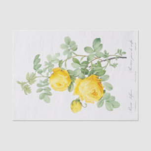 Papel De Seda Rosa sulfurea