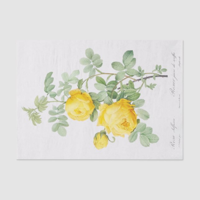 Papel De Seda Rosa sulfurea (Anverso)