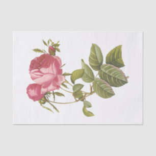 Papel De Seda Rosas Blancas Vintage #3 Flores Florales