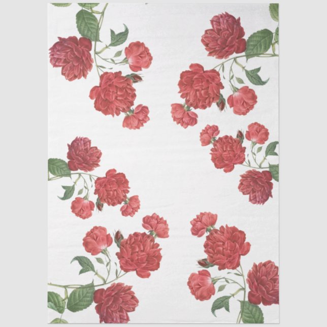 Papel De Seda Rosas de Col Repollo (Anverso)