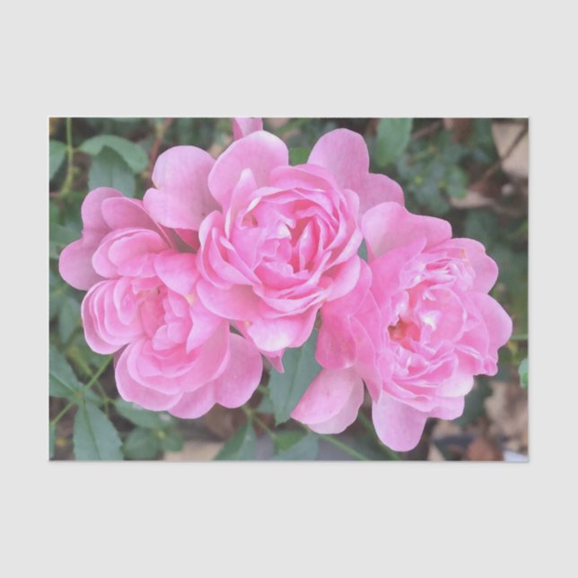 Papel De Seda Rosas de hadas rosados (Anverso)