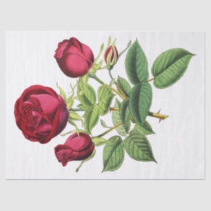 Papel De Seda Rosas de Té Rojas Vintage Flores