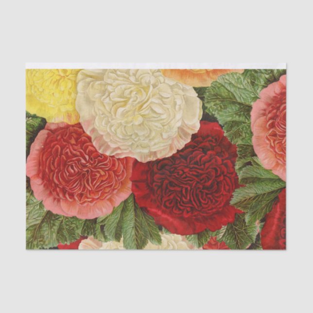 Papel De Seda Rosas rojas blancas rosadas amarillas antiguas vin (Anverso)