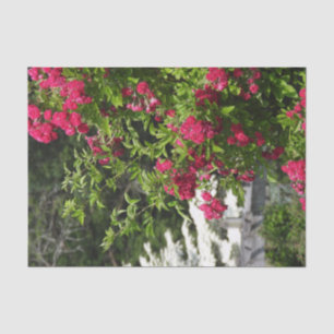 Papel De Seda Rosas rojas, flores blancas