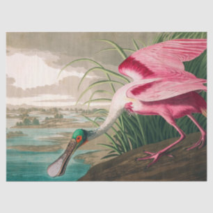 Papel De Seda Roseate Spoonbill de John James Audubon