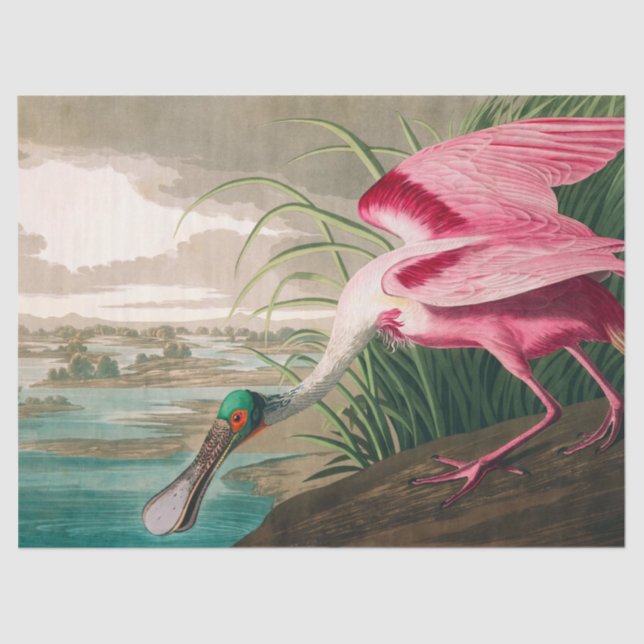 Papel De Seda Roseate Spoonbill de John James Audubon (Anverso)
