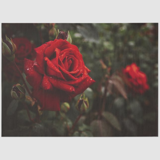 Papel De Seda Roses Rojos Hermosa Floral 20x30 Decoupage (Anverso)