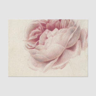 Papel De Seda Roze Roos (1792) - Arte botánico de época