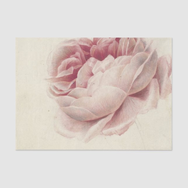 Papel De Seda Roze Roos (1792) - Arte botánico de época (Anverso)