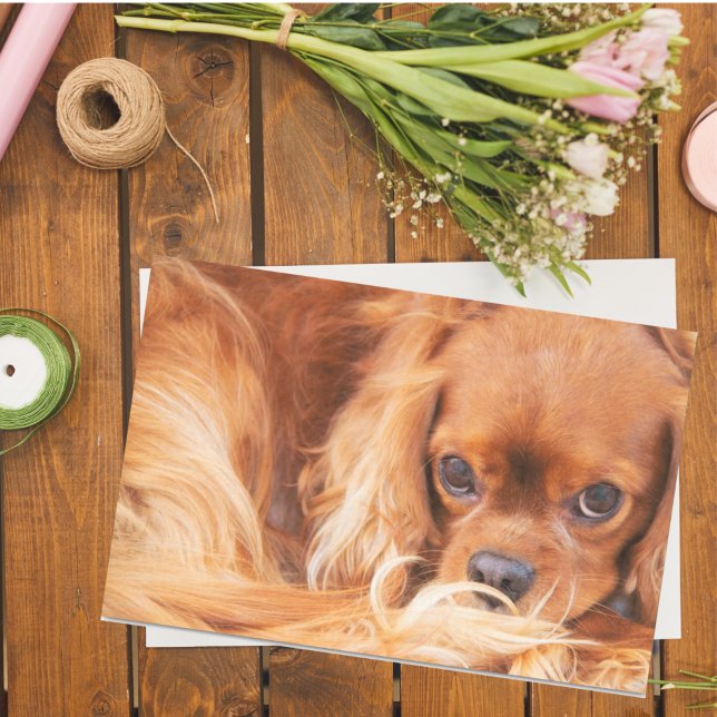 Papel De Seda Ruby Cavalier King Charles Spaniel (Subido por el creador)