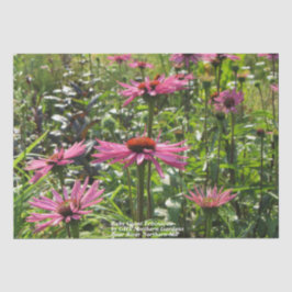 Papel De Seda Ruby Giant Echinacea en los jardines