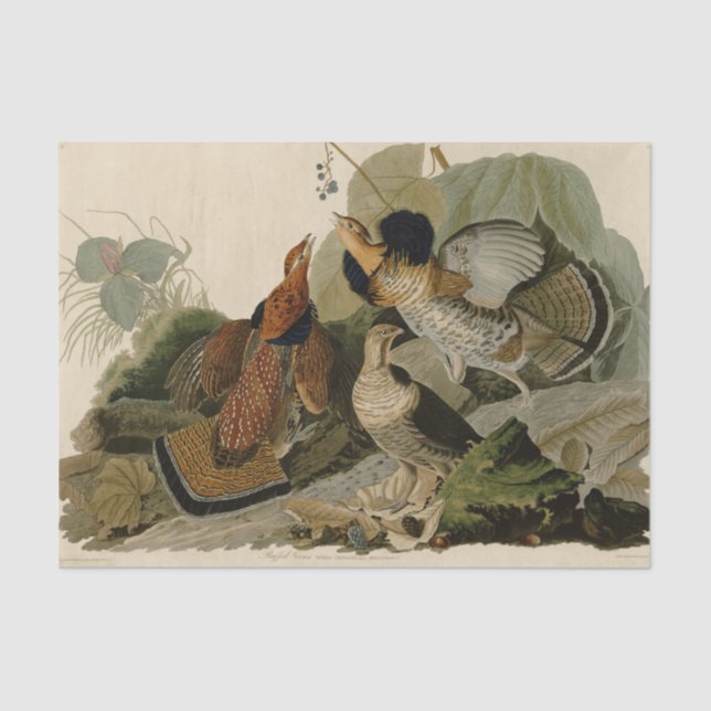 Papel De Seda Ruffed Grouse Audubon Game Bird (Anverso)