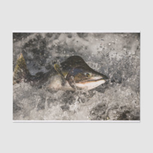 Papel De Seda Saltando Salmon