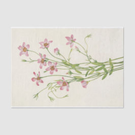 Papel De Seda Saltmarsh Rosegentian por Mary Vaux Walcott