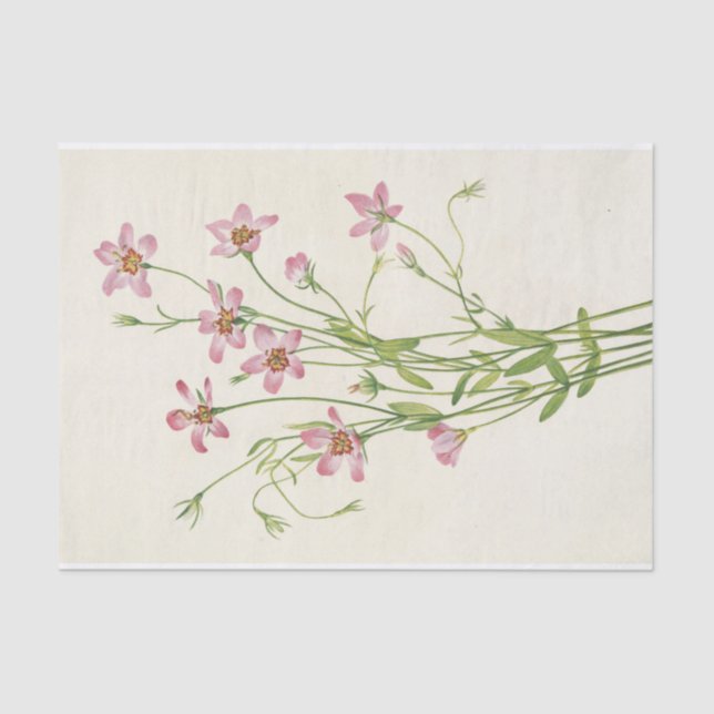 Papel De Seda Saltmarsh Rosegentian por Mary Vaux Walcott (Anverso)