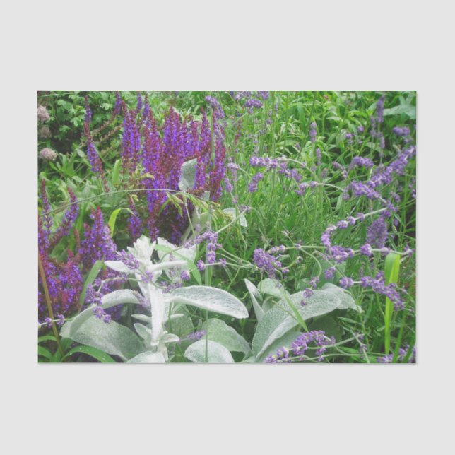 Papel De Seda Salvia Lambs oído y Lavender (Anverso)