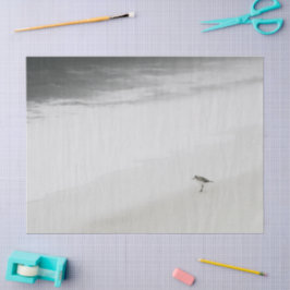 Papel De Seda Sandpiper costero en la playa