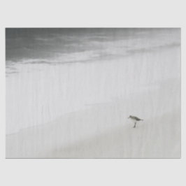 Papel De Seda Sandpiper costero en la playa