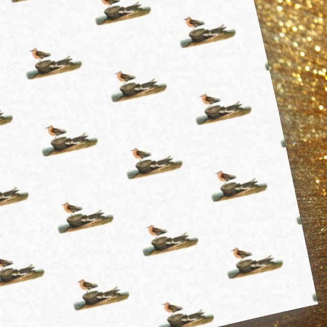 Papel De Seda Sandpipers en dibujos a la playa - Ilustracion de  (Subido por el creador)