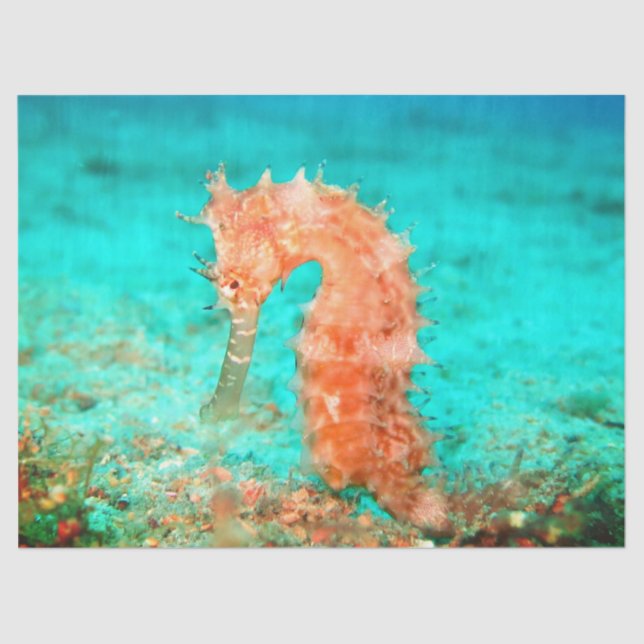 Papel De Seda Seahorse tropical carribean turquoise orange  (Anverso)