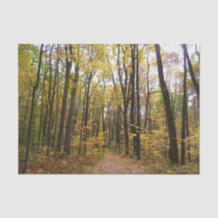 Papel De Seda Sendero de otoño y hojas doradas en Laurel Hill Pa