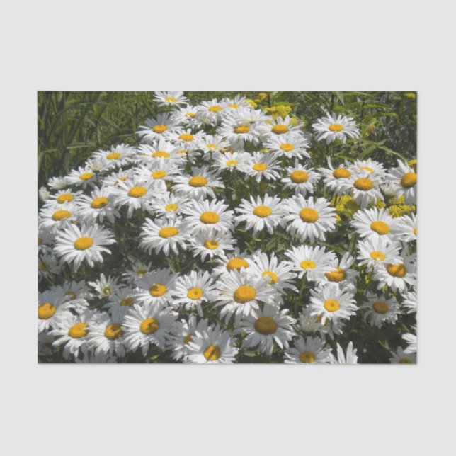 Papel De Seda Shasta Daisies (Anverso)