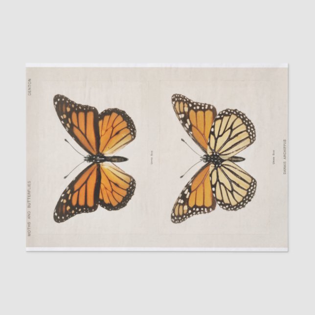 Papel De Seda Sherman F. Denton | Mariposa monarca (Anverso)