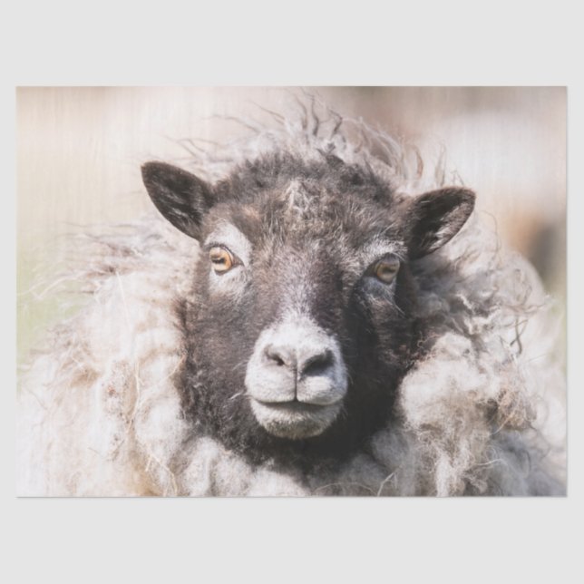 Papel De Seda Shetland Sheep (Anverso)