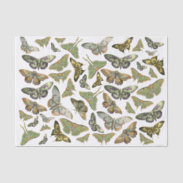 Papel De Seda Silueta de polilla botánica, Colección de polilla