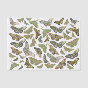 Papel De Seda Silueta de polilla botánica, Colección de polilla 