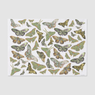 Papel De Seda Silueta de polilla botánica, Colección de polilla