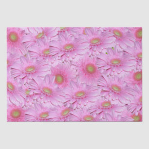Papel De Seda Sinfonía de Gerberas Rosadas,