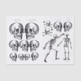 Papel De Seda Skeleton Skulls Skull n Bones Decoupage Collage Ti