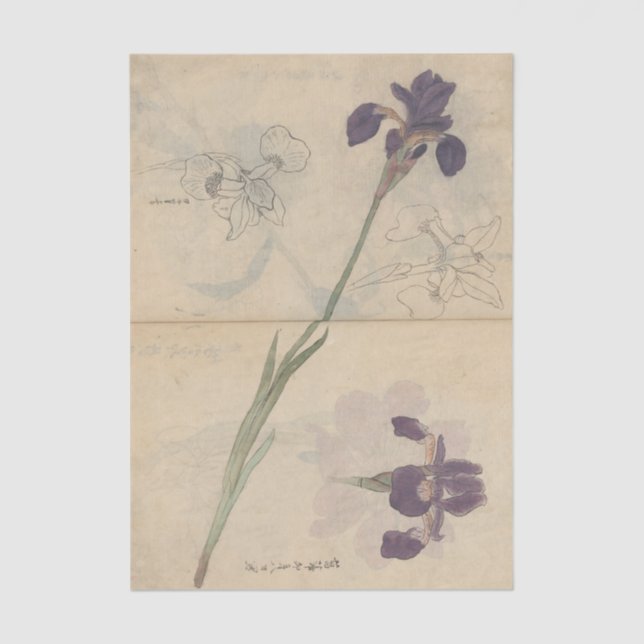 Papel De Seda Sketchbook Pl. 085 by Ariyoshi Kondo (Anverso)