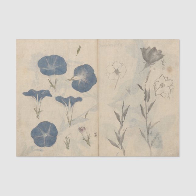 Papel De Seda Sketchbook Pl. 112 por Ariyoshi Kondo (Anverso)