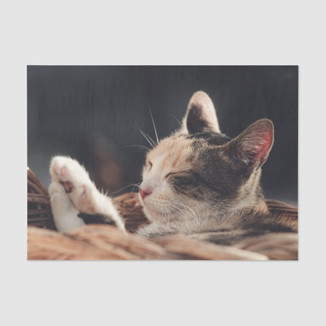 Papel De Seda Sleeping Kitty Child (Anverso)