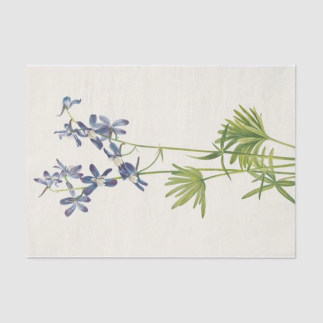 Papel De Seda Slim Larkspur por Mary Vaux Walcott (Anverso)