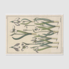 Papel De Seda Snowdrop, la serie botánica de Eugene Grasset
