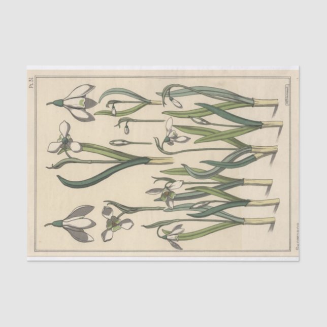 Papel De Seda Snowdrop, la serie botánica de Eugene Grasset (Anverso)