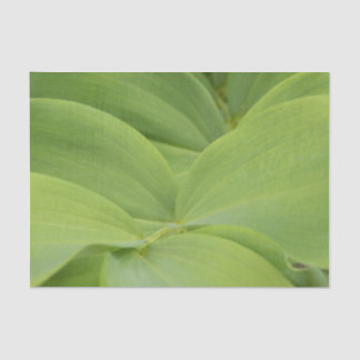 Papel De Seda Solomons Seal