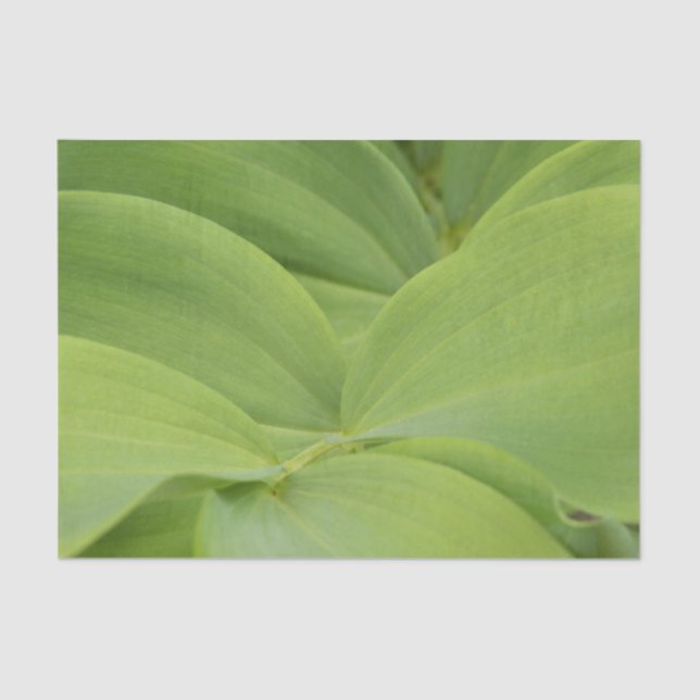 Papel De Seda Solomons Seal (Anverso)