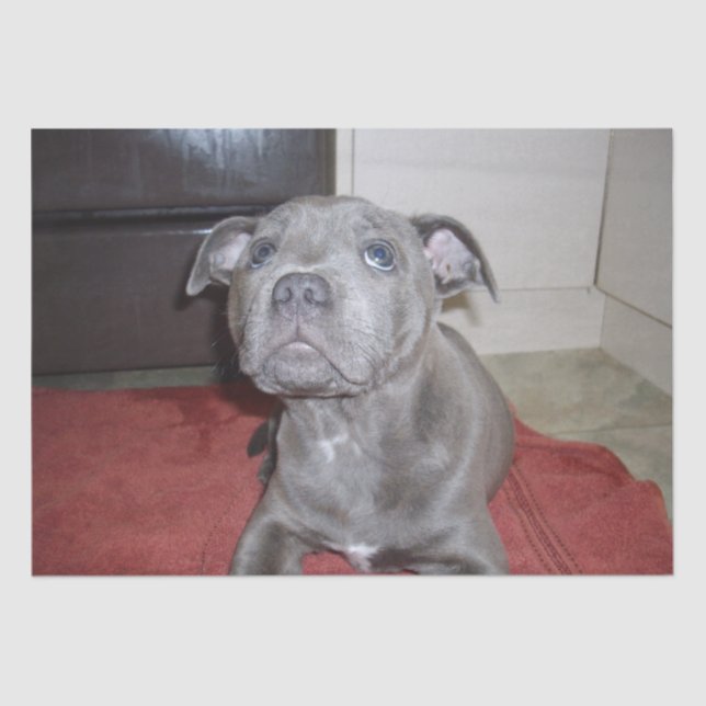 Papel De Seda Sooky Blue Staffordshire Bull Terrier Puppy, (Anverso)
