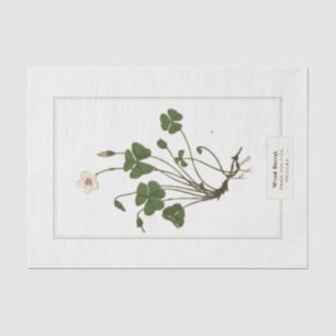 Papel De Seda Sorrel de madera común (Oxalis acetosella)