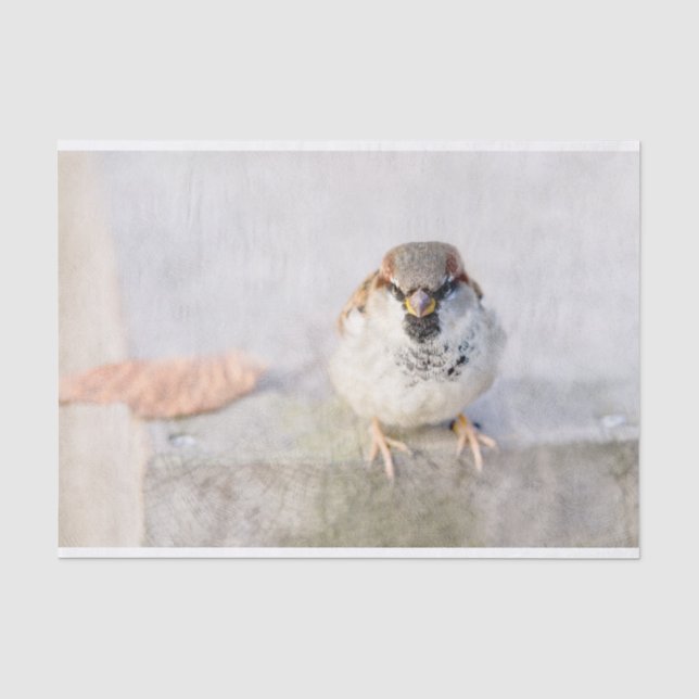 Papel De Seda Sparrow - El guerrero (Anverso)
