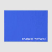 Splendid Fairywren Blue Color Name